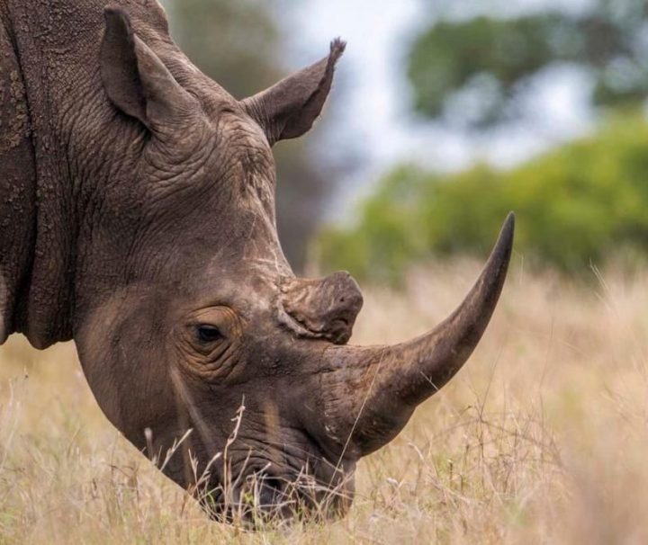 3 Days Tanzania Safari from Zanzibar