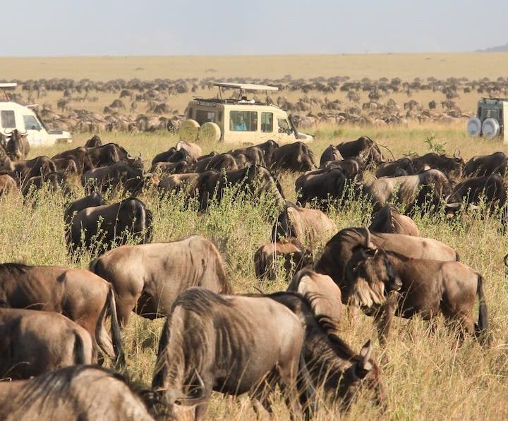 4 Days Tanzania Safari from Zanzibar