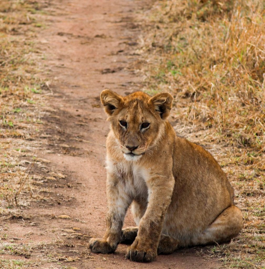 5 Day Tanzania safari tour from Zanzibar