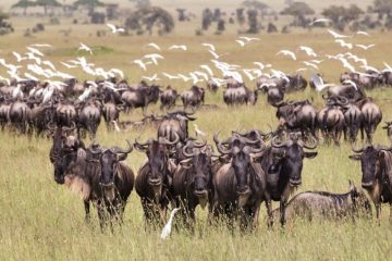 5-day safari from Zanzibar