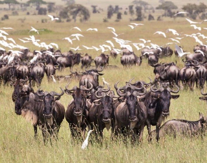 5-day safari from Zanzibar