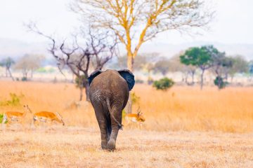 3 days safari from Zanzibar Mikumi