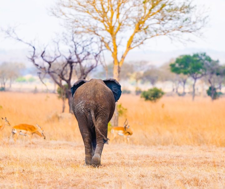 3 days safari from Zanzibar Mikumi