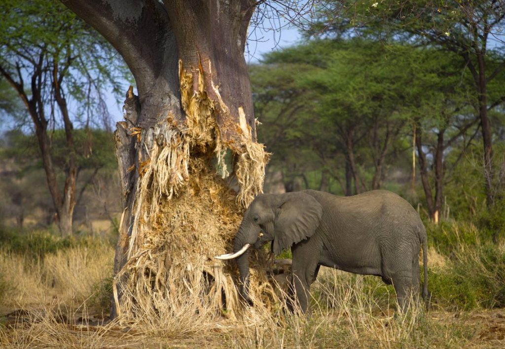 Baobab Tree Tarangire