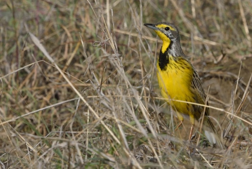 Common Birds Mikumi