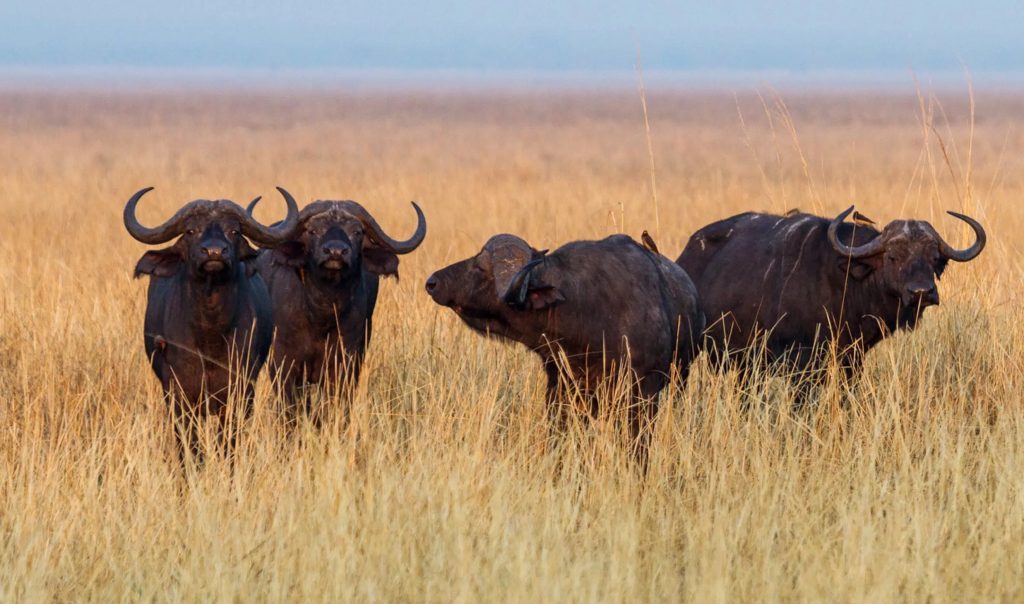 Katavi Tanzania Destinations