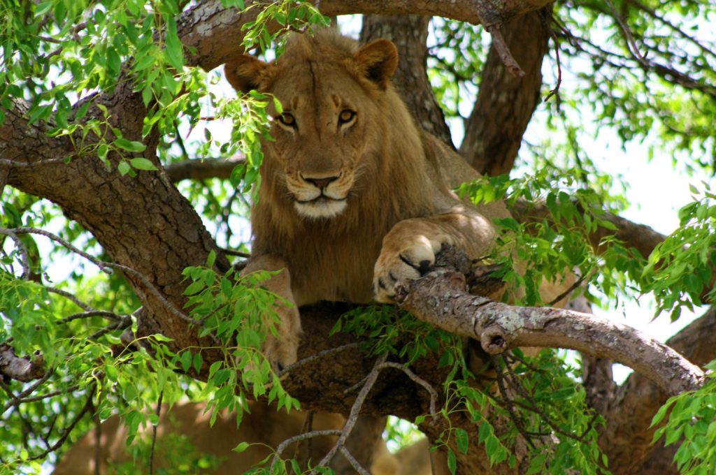 Manyara Tanzania Destinations