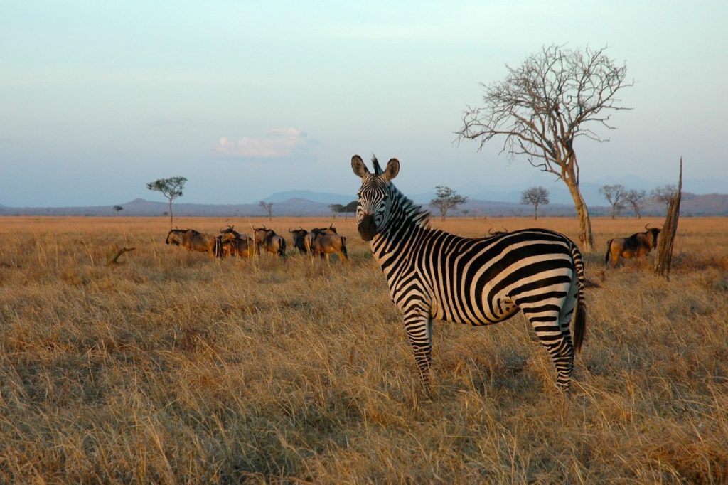 Mikumi National Park