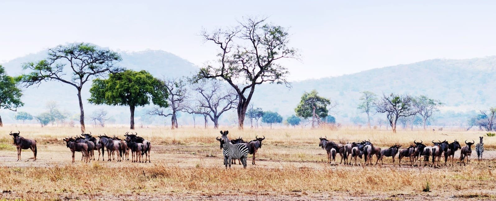 Mikumi National Park, Tanzania National Parks