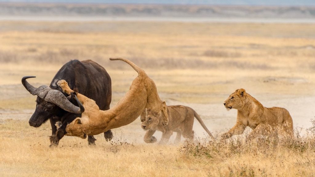 Ngorongoro Crater Tanzania