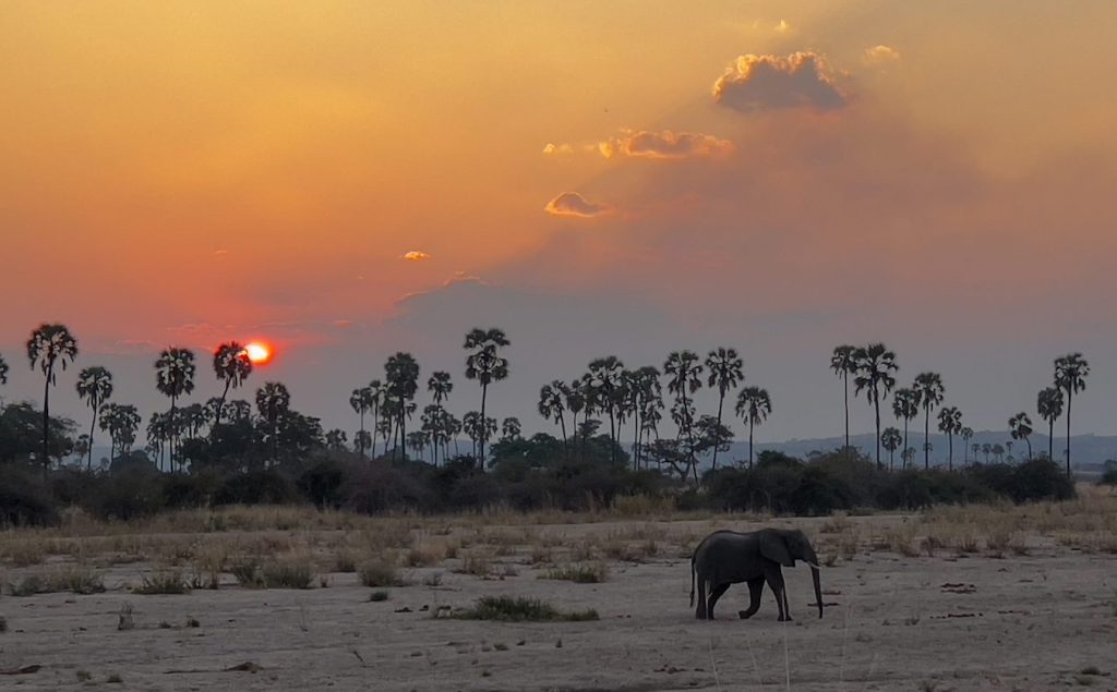 Nyerere N Park, Tanzania