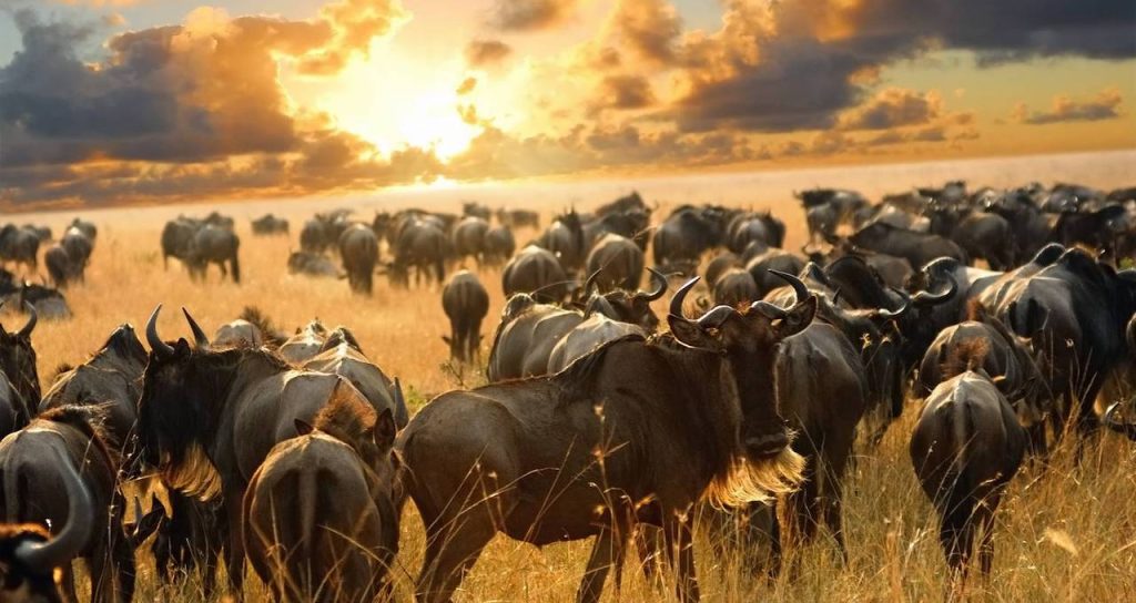 Serengeti Tanzania