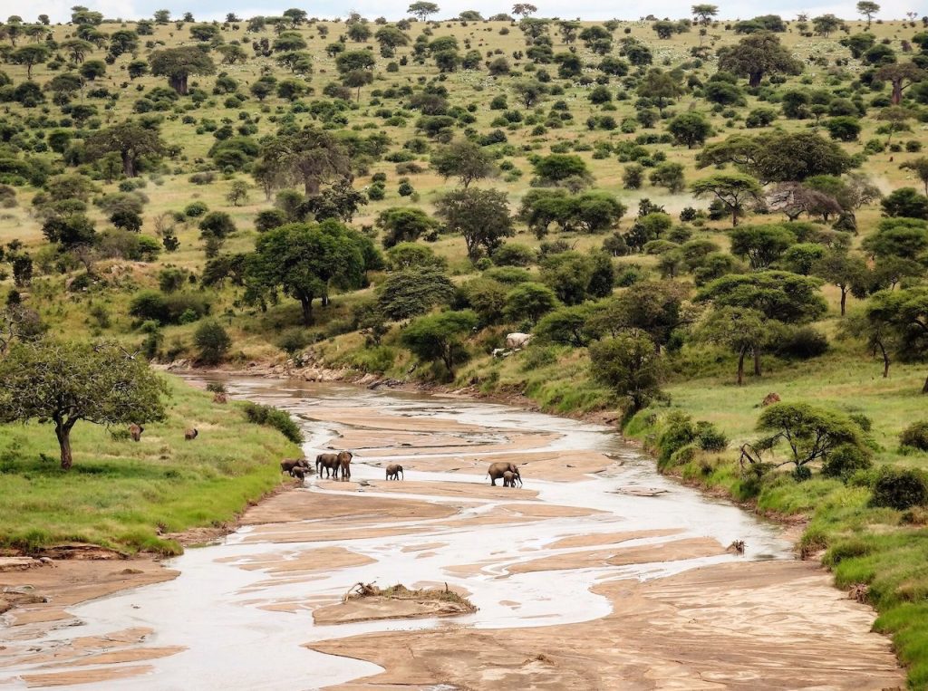 Tarangire National Park Elephants at River
