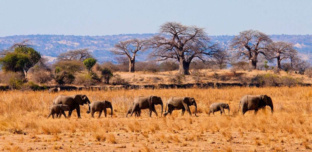 Tarangire Tanzania